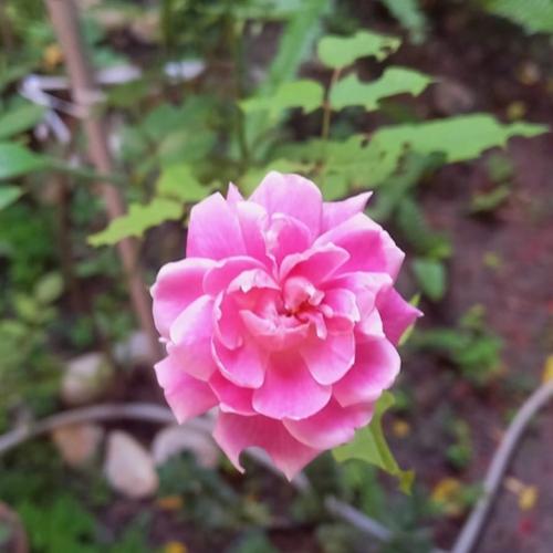 A Bíblia e a mulher – 1ª parte