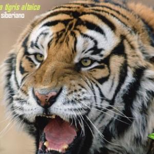 O mortal tigre siberiano - Documentário