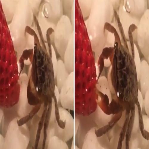 Um caranguejo comendo morango