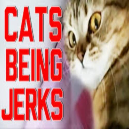 Gatos sendo babacas- compilation