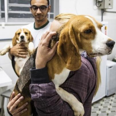 O resgate dos beagles do Instituto Royal pode ter sido um grande erro