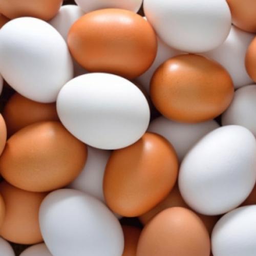 Os ovos de todas as aves são comestíveis?