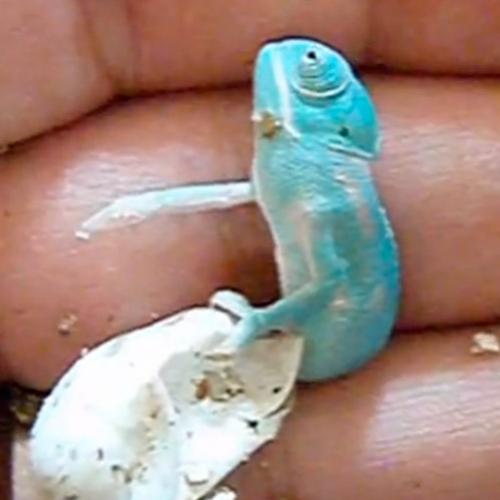 Camaleão muda de cor logo após de nascer