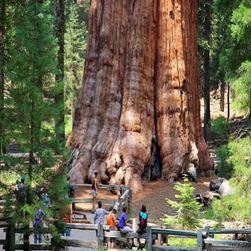 Gigantes da natureza: conheça as mais altas e robustas árvores do mund