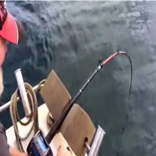 Vídeo mostra pescador sendo surpreendido e roubado por enorme turbarão