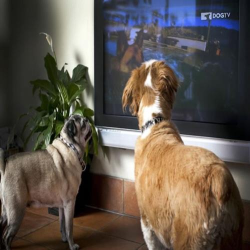 DogTV chega ao Brasil; canal com conteúdo exclusivo para o seu cão