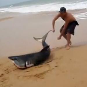Salvando um tubarão