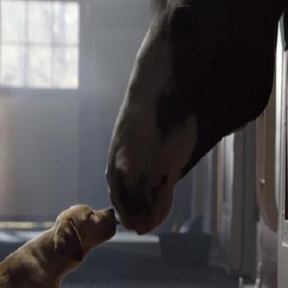 Amizade entre filhote de Labrador e Cavalo é tema de comercial