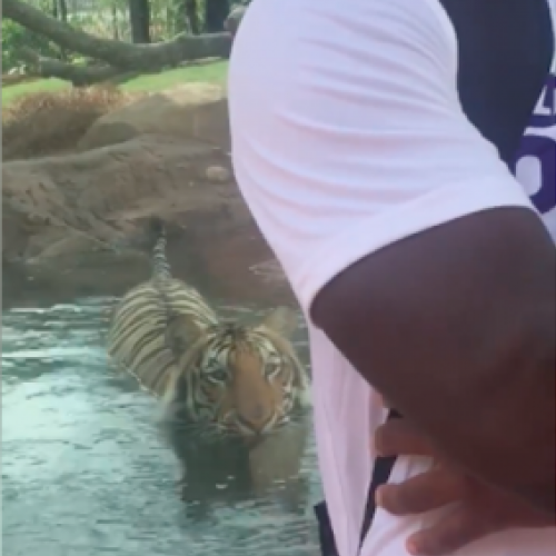 Homem aprende a nunca virar suas costas para um tigre