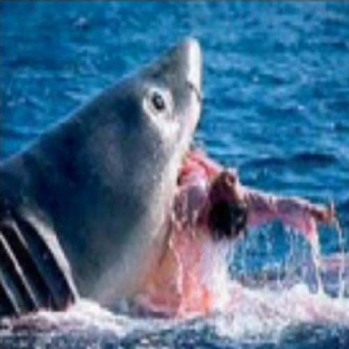 Mulher assiste morte de seu marido por um ataque de tubarão! 
