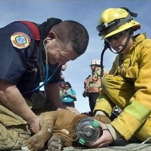 30 Imagens de animais sendo resgatados