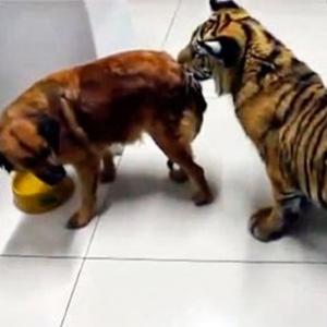 Tigre vs Cachorro: Quem vai ganhar?