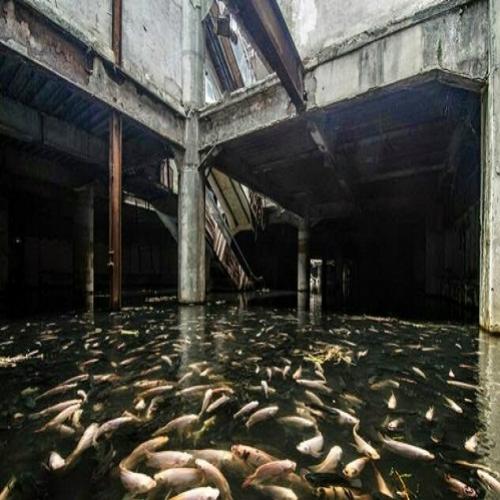 O shopping abandonado cheio de peixes