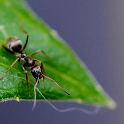 A super mordida da formiga Drácula é a mais veloz do reino animal.