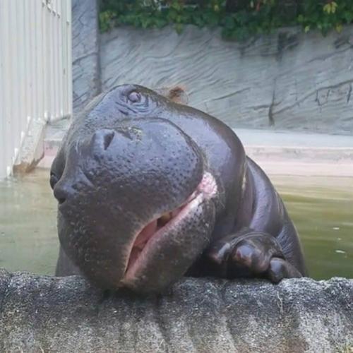 Uma fofura de hipopótamo