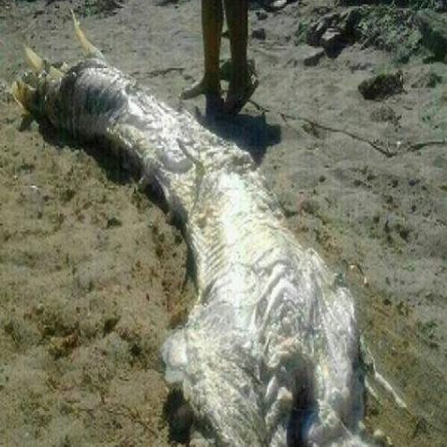 Veja 10 Monstros marinhos assustadores encontrados em praias