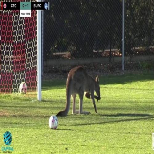 Canguru invade campo de futebol na Austrália