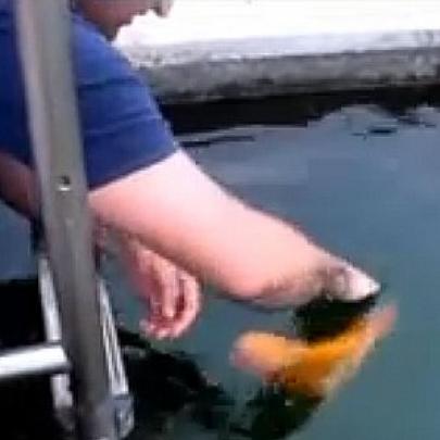 Um Peixe diferente que gosta de ser tratado igual a Bicho de Estimação