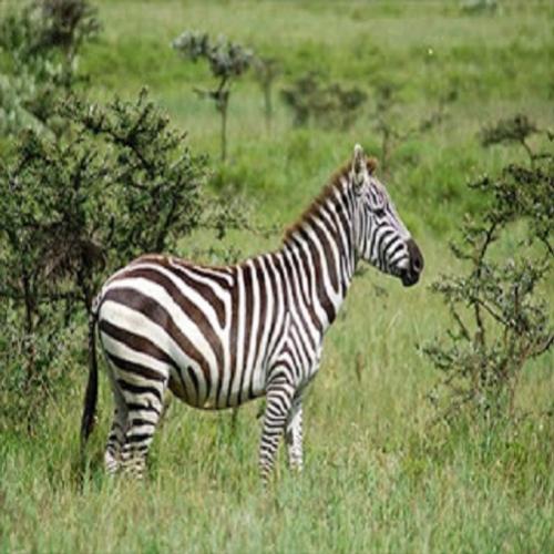 Curiosidade sobre a zebra