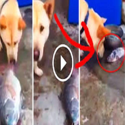 Cachorro tenta salvar peixe que está morrendo