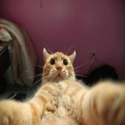 As melhores selfies felinas de todos os tempos