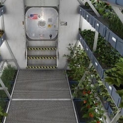 Vegetais cultivados no espaço