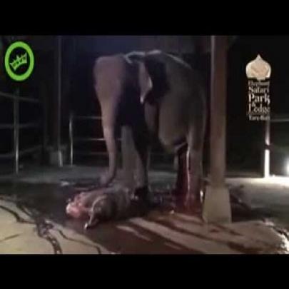 Mamãe elefante reanima seu filhote após o parto , vídeo incrível veja