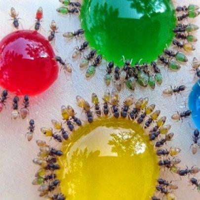 Formigas coloridas