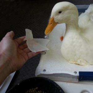 Pato deficiente é salvo por prótese feita em impressora 3D