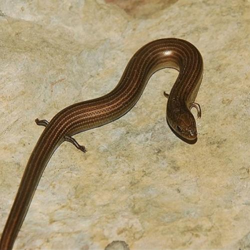 Cobra com patas dianteiras e traseiras foi encontrada no Brasil 