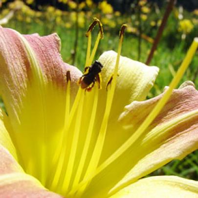 Campanha mostra efeitos de agrotóxicos em abelhas