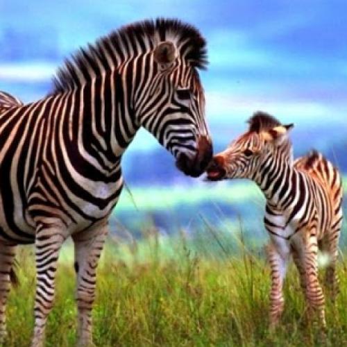 Por que as zebras têm listras?