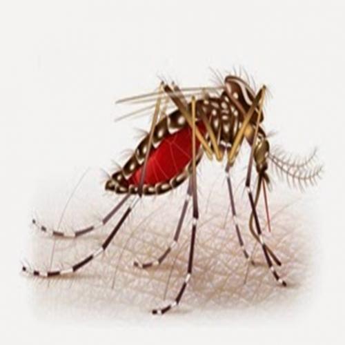 Entenda tudo sobre a dengue