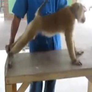 Macaco bota pra quebrar e faz mais flexões do que você.