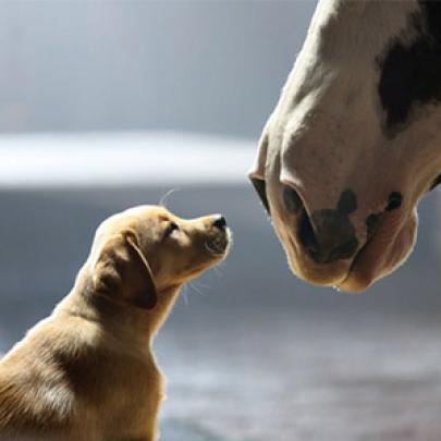 A emocionante amizade do cachorro e o cavalo