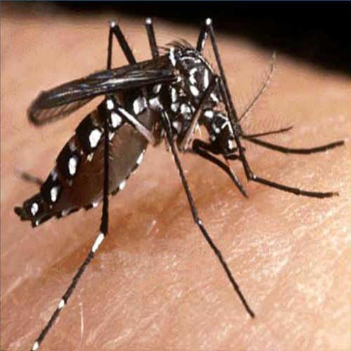 Como fazer repelente caseiro para afastar o mosquito da dengue