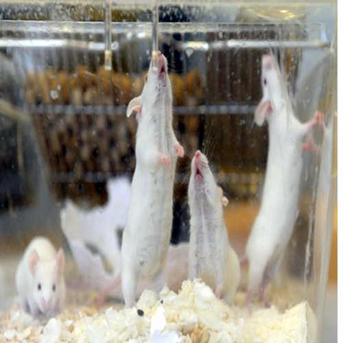Estudo com ratos machos ‘grávidos’ desperta debate bioético na China