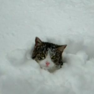 Gatinhos brincando na neve