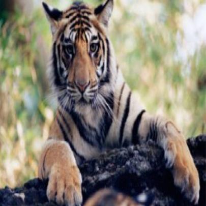 Fundação Leonardo DiCaprio doa milhões para dobrar população de tigres
