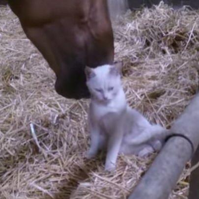 Vídeo fofo da semana com um cavalo e um gato trocando caricias