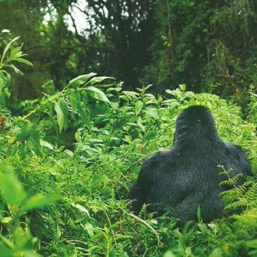 Gorilas: No rastro dos Gigantes