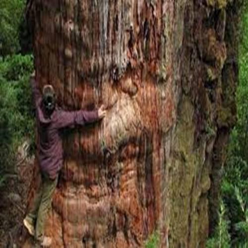 Árvore na Patagônia de 5 484 anos pode ser a mais antiga do mundo