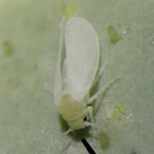 Pesquisadores encontram duas espécies de mosca branca nativas