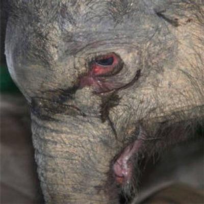 Filhote de elefante chora após ser pisoteado pela mãe na China