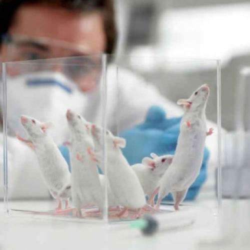 Por quais motivos os cientistas preferem usar ratos nas experiências?