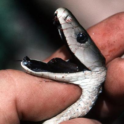 As 5 cobras mais venenosas do mundo
