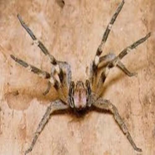 Aranha-armadeira: mais venenosa do mundo 