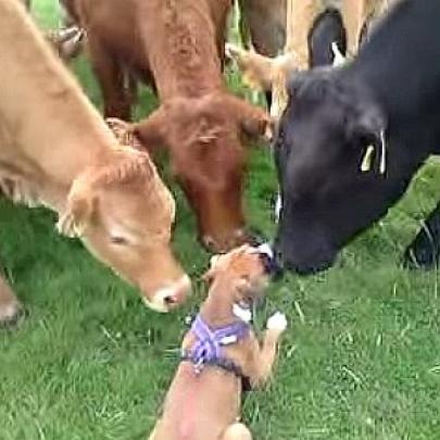 Vacas ficam encantadas ao ver pela primeira vez um bezerro bastante...