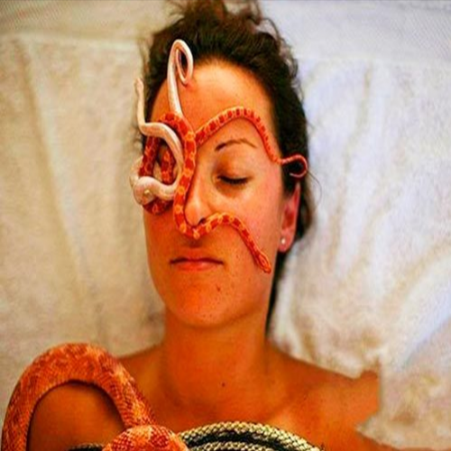  Massagem terapêutica com cobras