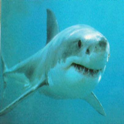 Fosseis mostram que espécie de tubarão viveu 120 milhões de anos